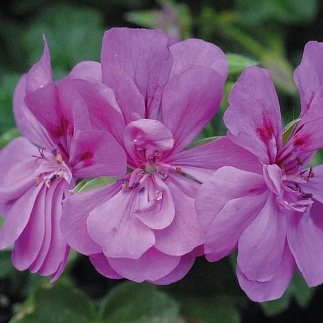 Geranium 'Amelit' 1 Geranium 'Amelit'