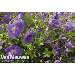 Geranium 'Brookside' -Fresh Planty Shop GERA V65398 A