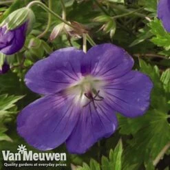Geranium 'Brookside' -Fresh Planty Shop GERA V65398 C