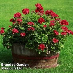 Giant Geranium Bumper Collection 12 Giant Geranium Bumper Collection -Fresh Planty Shop GERA GRANDVIOL L41307