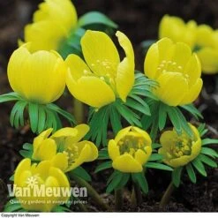 Spring Bulbs In The Green Collection -Fresh Planty Shop GREE V59885P C