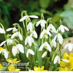 Spring Bulbs In The Green Collection -Fresh Planty Shop GREE V59885P D