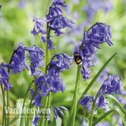 Spring Bulbs In The Green Collection -Fresh Planty Shop GREE V59885P E