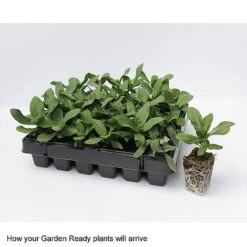 Wallflower 'Sugar Rush' Mix -Fresh Planty Shop GardenReadyArrive2