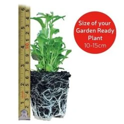 Stocks 'Most Scented Mix' -Fresh Planty Shop Gardenreadysize31