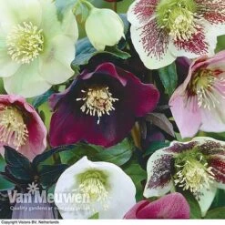 Hellebore X Hybridus 'Mixed' (Lenten Rose) -Fresh Planty Shop HELL 61223 B1