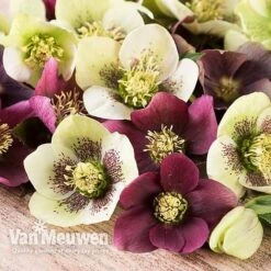 Hellebore X Hybridus 'Mixed' (Lenten Rose)