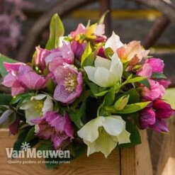 Hellebore X Hybridus 'Mixed' (Lenten Rose) -Fresh Planty Shop HELL 61223 D