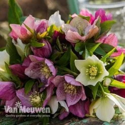 Hellebore X Hybridus 'Mixed' (Lenten Rose) -Fresh Planty Shop HELL 61223 E