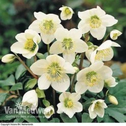 Hellebore 'Christmas Rose' -Fresh Planty Shop HELL 68165 B