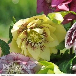 Hellebore 'Breeder's Mix' -Fresh Planty Shop HELL V78559 C