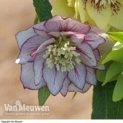 Hellebore 'Breeder's Mix' -Fresh Planty Shop HELL V78559 D