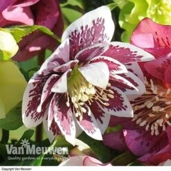 Hellebore 'Breeder's Mix' -Fresh Planty Shop HELL V78559 E