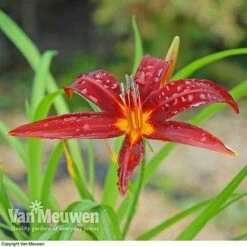 Daylily 'Crimson Pirate' 6 Daylily 'Crimson Pirate' -Fresh Planty Shop HEME V59612 C
