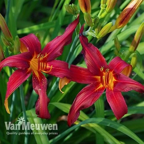 Daylily 'Crimson Pirate' 4 Daylily 'Crimson Pirate' - Image 4