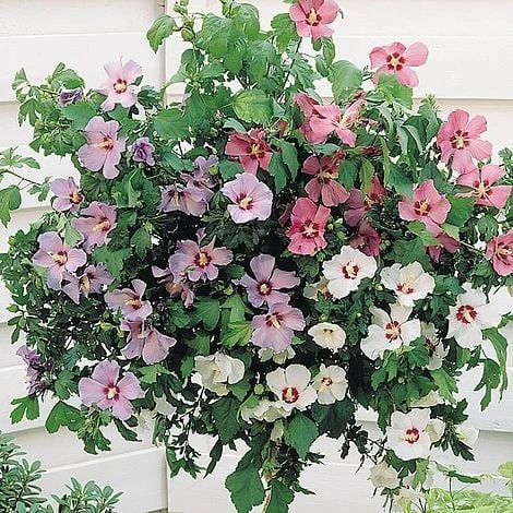 Hibiscus 'Tricolour' (Standard) 1 Hibiscus 'Tricolour' (Standard)