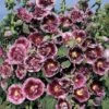 Hollyhock 'Crème De Cassis'