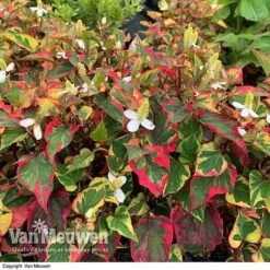 Houttuynia Cordata 'Chameleon' -Fresh Planty Shop HOUT V59309 D