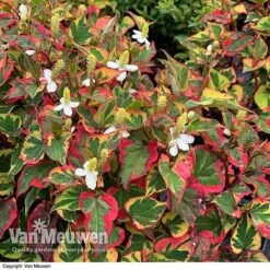 Houttuynia Cordata 'Chameleon' -Fresh Planty Shop HOUT V59309 E
