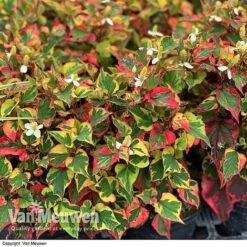 Houttuynia Cordata 'Chameleon' -Fresh Planty Shop HOUT V59309 F