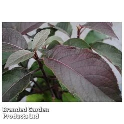 Hydrangea Aspera 'Hot Chocolate' -Fresh Planty Shop HYDR HOTCHOCOL S54236