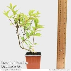 Hydrangea Paniculata 'Magical Moonlight' -Fresh Planty Shop HYDR MAGICM9CM T49364