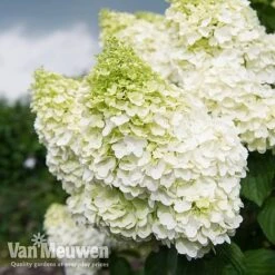 Hydrangea Paniculata 'Magical Moonlight' -Fresh Planty Shop Hyd MagicalMoon VM 2