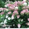 Hydrangea Paniculata 'Vanille Fraise'
