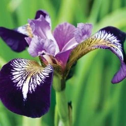 Iris Versicolor 'Mysterious Monique'