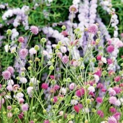 Knautia Macedonica 'Melton Pastels' -Fresh Planty Shop KNAU MELTONPAS U49880 NOW1