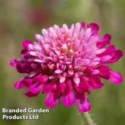 Knautia Macedonica 'Melton Pastels' -Fresh Planty Shop KNAU MELTONPAS W498781