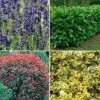 Nurserymans Choice Large Plants (3-4 Litre)