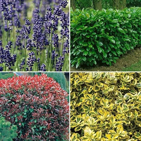 Nurserymans Choice Large Plants (3-4 Litre) 1 Nurserymans Choice Large Plants (3-4 Litre)