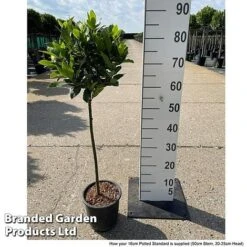Bay Tree Standard 11 Bay Tree Standard -Fresh Planty Shop LAUR NOBILISTD S52051
