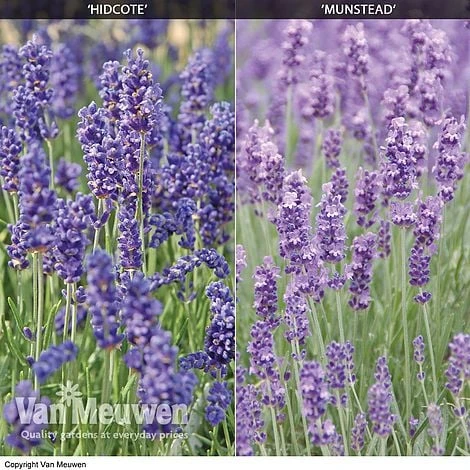 Lavender Duo 2 Lavender Duo - Image 2