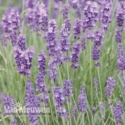 Lavender Duo 8 Lavender Duo -Fresh Planty Shop LAVE V13899 C