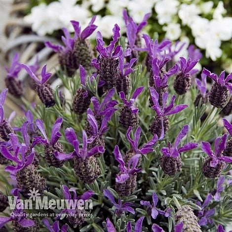 Lavender 'Devonshire Compact' 1 Lavender 'Devonshire Compact'