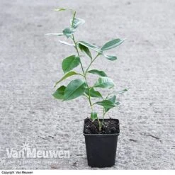 Fruit Meyer Lemon 9 Fruit Meyer Lemon -Fresh Planty Shop LEMO 64680 VA