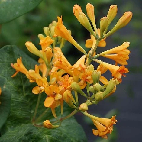 Lonicera 'Golden Trumpet' 1 Lonicera 'Golden Trumpet'