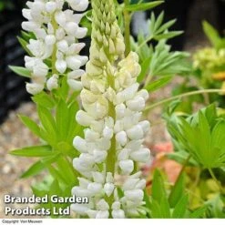 Lupin 'Street Party Collection' -Fresh Planty Shop LUPI 70654 D