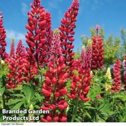 Lupin 'Street Party Collection' -Fresh Planty Shop LUPI 70655 B