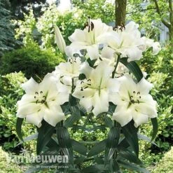 Lily 'Pretty Woman' -Fresh Planty Shop Lily Pretty Woman Visions LIB edit