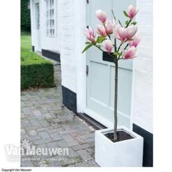 Magnolia 'Red Lucky' 9 Magnolia 'Red Lucky' -Fresh Planty Shop MAGN 62569 B