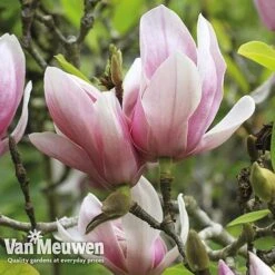 Magnolia 'Red Lucky' 8 Magnolia 'Red Lucky' -Fresh Planty Shop MAGN V11821 E