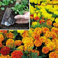 Marigold F1 'Zenith Mixed' -Fresh Planty Shop MARI V52661 A h