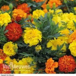 Marigold F1 'Zenith Mixed' -Fresh Planty Shop MARI V52661 B