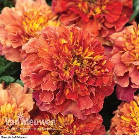 Marigold 'Strawberry Blonde' 1 Marigold 'Strawberry Blonde'