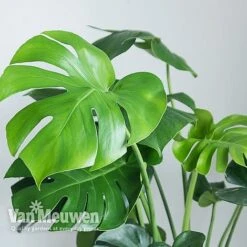Monstera Deliciosa (House Plant) -Fresh Planty Shop MONS VKA2925 B