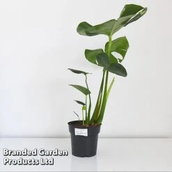Monstera Deliciosa (House Plant) -Fresh Planty Shop MONS DELIC17CM T43809