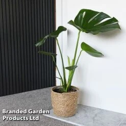 Monstera Deliciosa (House Plant) -Fresh Planty Shop MONS DELICIOSA T43810